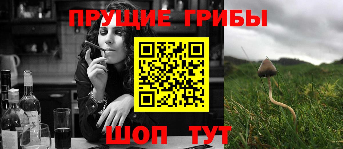 Галлюциногенные грибы Psilocybine cubensis Кандалакша